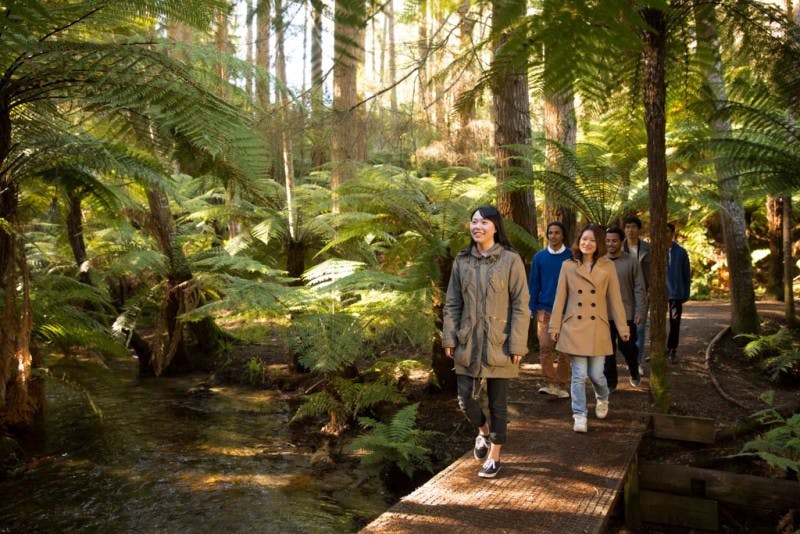 A group of smiling international students walk along a path in a beautiful and lush New Zealand forest