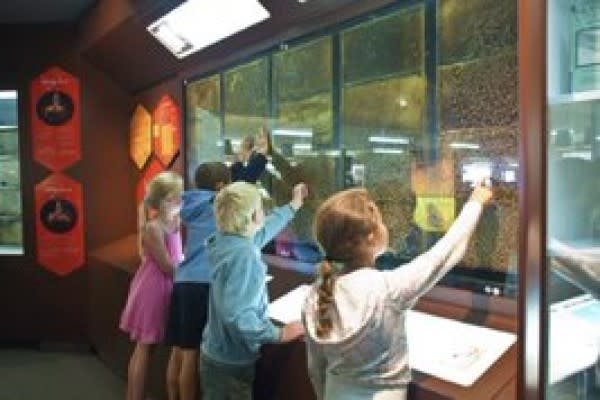Four small children look at a display that is part of a museum exhibition in New Zealand